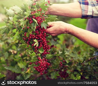 farming, gardening and people concept - senior woman harvesting red currant at summer garden. senior woman with red currant at summer garden