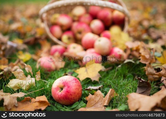 farming, gardening, harvesting and people concept - close up of wicker basket with ripe red apples at autumn garden