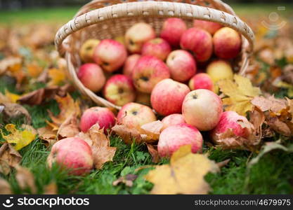 farming, gardening, harvesting and people concept - close up of wicker basket with ripe red apples at autumn garden