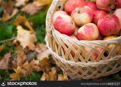 farming, gardening, harvesting and people concept - close up of wicker basket with ripe red apples at autumn garden