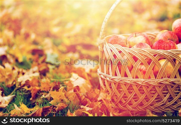 farming, gardening, harvesting and people concept - close up of wicker basket with ripe red apples at autumn garden. wicker basket of ripe red apples at autumn garden