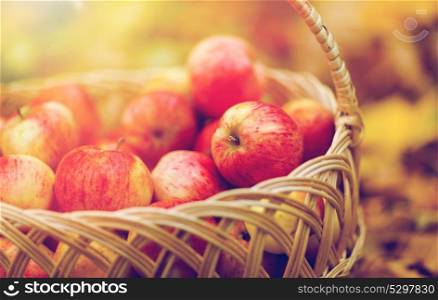 farming, gardening, harvesting and people concept - close up of wicker basket with ripe red apples at autumn garden. wicker basket of ripe red apples at autumn garden