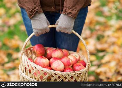 farming, gardening, harvesting and people concept - close up of woman holding basket of apples at autumn garden