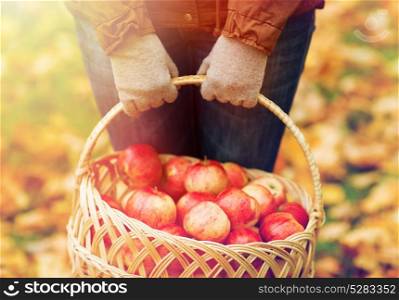 farming, gardening, harvesting and people concept - close up of woman holding basket of apples at autumn garden. close up of woman with apples in basket at autumn