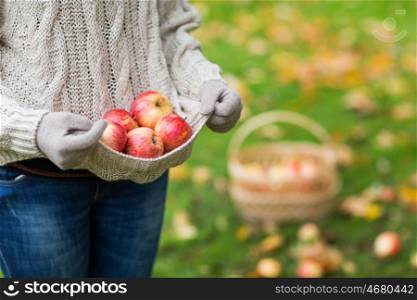 farming, gardening, harvesting and people concept - close up of woman with apples in sweater at autumn garden