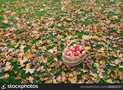 farming, gardening, harvesting and people concept - wicker basket of ripe red apples at autumn garden