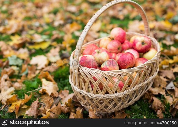 farming, gardening, harvesting and people concept - wicker basket of ripe red apples at autumn garden