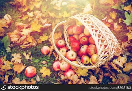 farming, gardening, harvesting and people concept - wicker basket of ripe red apples at autumn garden. wicker basket of ripe red apples at autumn garden