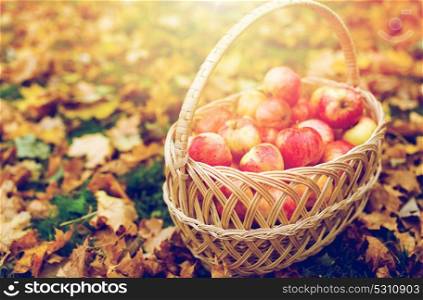 farming, gardening, harvesting and people concept - wicker basket of ripe red apples at autumn garden. wicker basket of ripe red apples at autumn garden