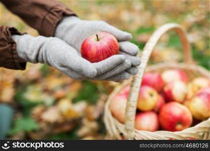 farming, gardening, harvesting and people concept - woman hands holding apples over wicker basket at autumn garden