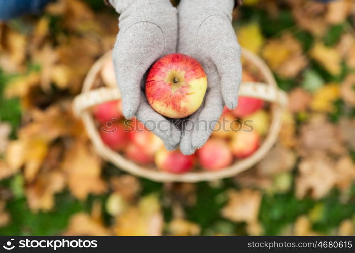 farming, gardening, harvesting and people concept - woman hands holding apples over wicker basket at autumn garden