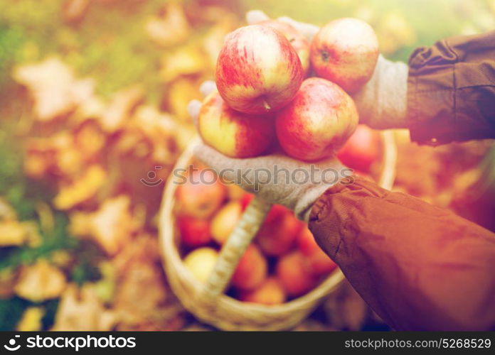 farming, gardening, harvesting and people concept - woman hands holding apples over wicker basket at autumn garden. woman with basket of apples at autumn garden