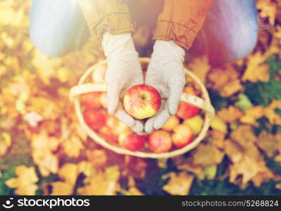 farming, gardening, harvesting and people concept - woman hands holding apples over wicker basket at autumn garden. woman with basket of apples at autumn garden