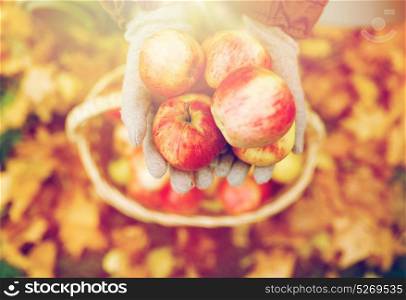 farming, gardening, harvesting and people concept - woman hands holding apples over wicker basket at autumn garden. woman with basket of apples at autumn garden