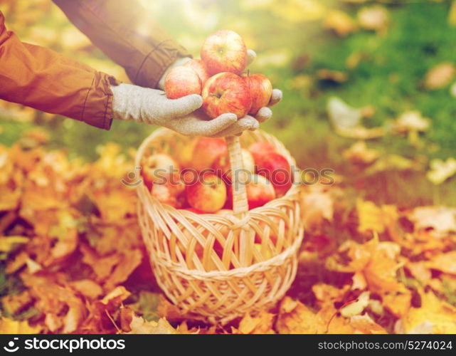 farming, gardening, harvesting and people concept - woman hands holding apples over wicker basket at autumn garden. woman with basket of apples at autumn garden