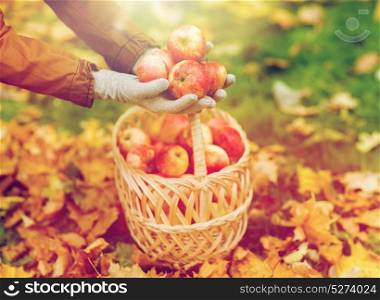 farming, gardening, harvesting and people concept - woman hands holding apples over wicker basket at autumn garden. woman with basket of apples at autumn garden