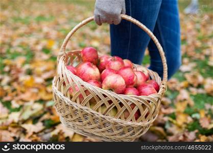 farming, gardening, harvesting and people concept - woman holding basket of apples at autumn garden
