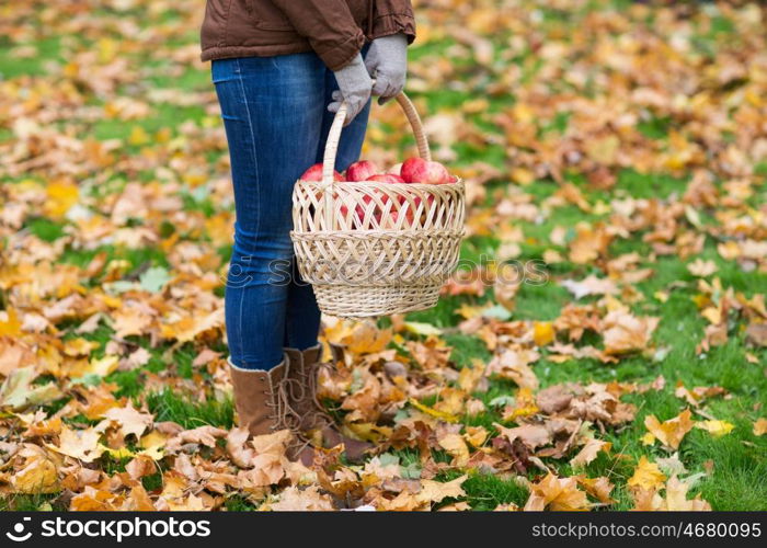 farming, gardening, harvesting and people concept - woman holding basket of apples at autumn garden