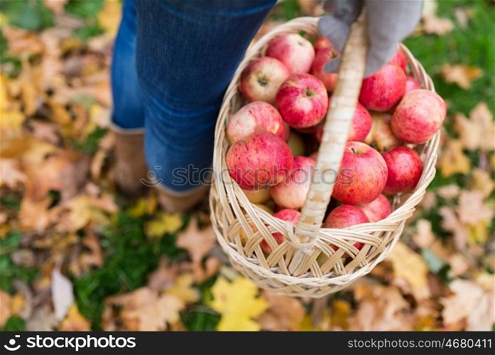 farming, gardening, harvesting and people concept - woman holding basket of apples at autumn garden