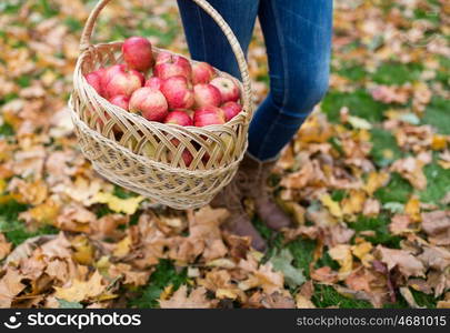 farming, gardening, harvesting and people concept - woman holding basket of apples at autumn garden