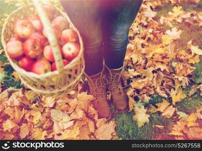 farming, gardening, harvesting and people concept - woman holding basket of apples at autumn garden. woman with basket of apples at autumn garden