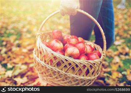 farming, gardening, harvesting and people concept - woman holding basket of apples at autumn garden. woman with basket of apples at autumn garden