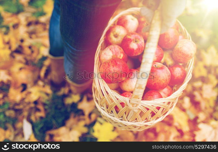 farming, gardening, harvesting and people concept - woman holding basket of apples at autumn garden. woman with basket of apples at autumn garden