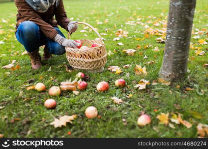 farming, gardening, harvesting and people concept - woman picking apples and putting them into wicker basket at autumn garden