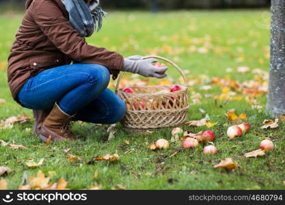 farming, gardening, harvesting and people concept - woman picking apples and putting them into wicker basket at autumn garden