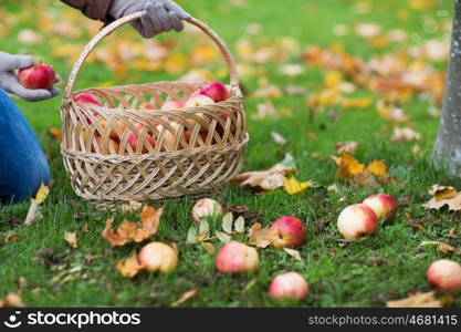 farming, gardening, harvesting and people concept - woman picking apples and putting them into wicker basket at autumn garden