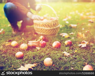 farming, gardening, harvesting and people concept - woman picking apples and putting them into wicker basket at autumn garden. woman with basket picking apples at autumn garden