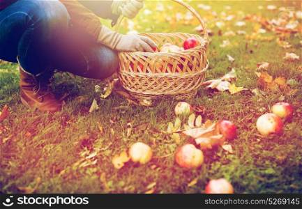 farming, gardening, harvesting and people concept - woman picking apples and putting them into wicker basket at autumn garden. woman with basket picking apples at autumn garden