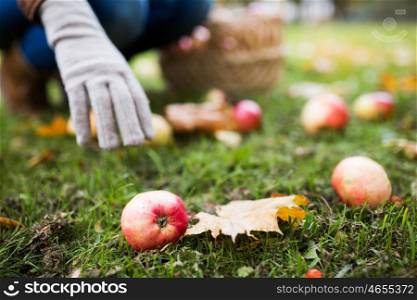 farming, gardening, harvesting and people concept - woman picking apples with wicker basket at autumn garden