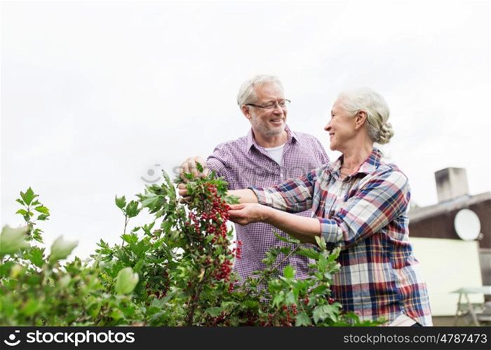 farming, gardening, old age and people concept - happy senior couple harvesting red currant at summer garden