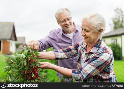 farming, gardening, old age and people concept - happy senior couple harvesting red currant at summer garden