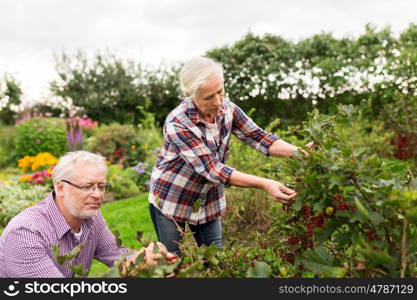 farming, gardening, old age and people concept - senior couple harvesting red currant at summer garden