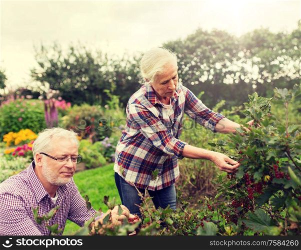 farming, gardening, old age and people concept - senior couple harvesting red currant at summer garden. senior couple harvesting currant at summer garden