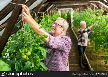 farming, gardening, old age and people concept - senior man and woman tying up tomato seedlings at greenhouse on farm
