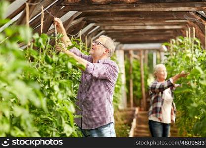 farming, gardening, old age and people concept - senior man and woman tying up tomatoe seedlings at greenhouse on farm