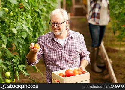 farming, gardening, old age and people concept - senior man with box for vegetables harvesting crop of tomatoes at greenhouse on farm