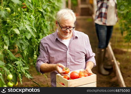 farming, gardening, old age and people concept - senior man with box for vegetables harvesting crop of tomatoes at greenhouse on farm