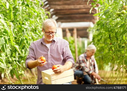 farming, gardening, old age and people concept - senior woman and man harvesting crop of tomatoes at greenhouse on farm