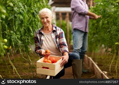 farming, gardening, old age and people concept - senior woman and man harvesting crop of tomatoes at greenhouse on farm