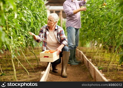 farming, gardening, old age and people concept - senior woman and man harvesting crop of tomatoes at greenhouse on farm. old woman picking tomatoes up at farm greenhouse