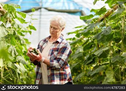 farming, gardening, old age and people concept - senior woman harvesting crop of cucumbers at greenhouse on farm