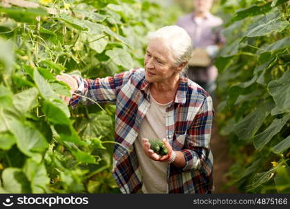 farming, gardening, old age and people concept - senior woman harvesting crop of cucumbers at greenhouse on farm