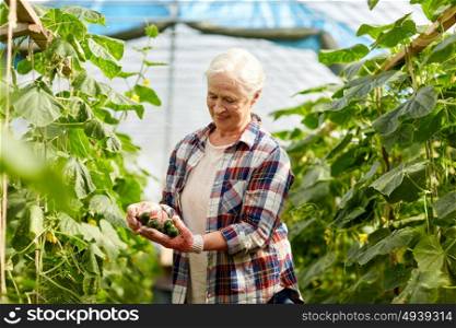 farming, gardening, old age and people concept - senior woman harvesting crop of cucumbers at greenhouse on farm. old woman picking cucumbers up at farm greenhouse