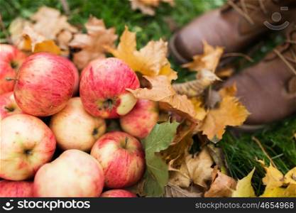 farming, season, gardening, harvesting and people concept - woman feet in boots with apples and autumn leaves