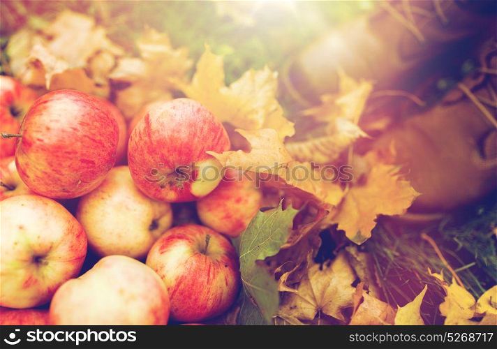 farming, season, gardening, harvesting and people concept - woman feet in boots with apples and autumn leaves. woman feet in boots with apples and autumn leaves
