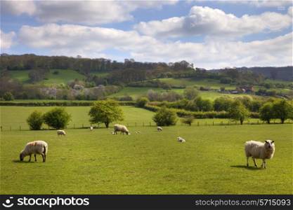 Farmland at lambing time near Weston Subedge, Chipping Campden, Gloucestershire, England.